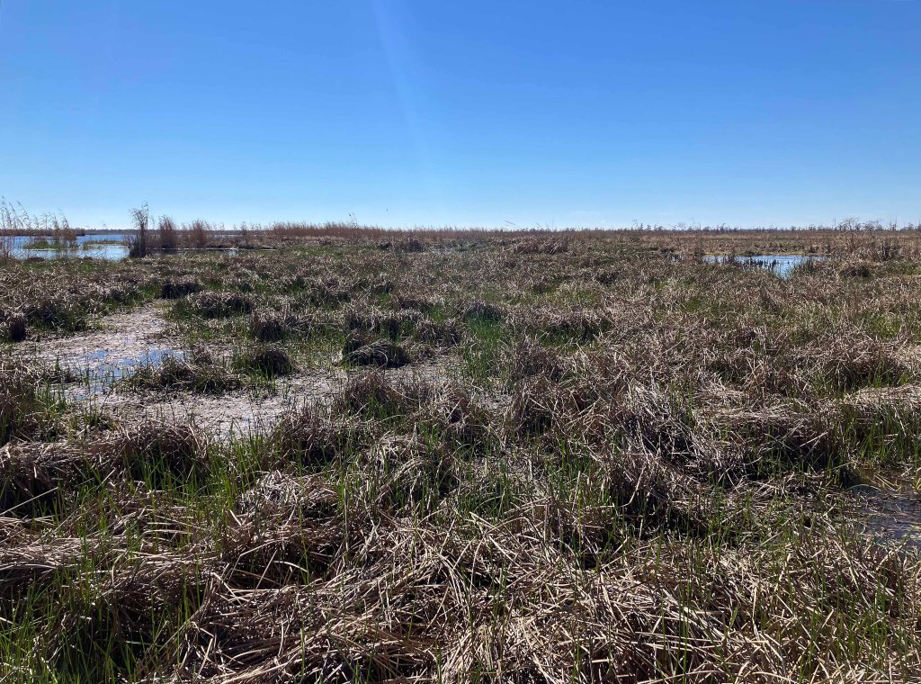 kayak scenery picture Manchac WMA, Galva Canal, Lake Maurepas, Old US51 www.SawdustRiver.com