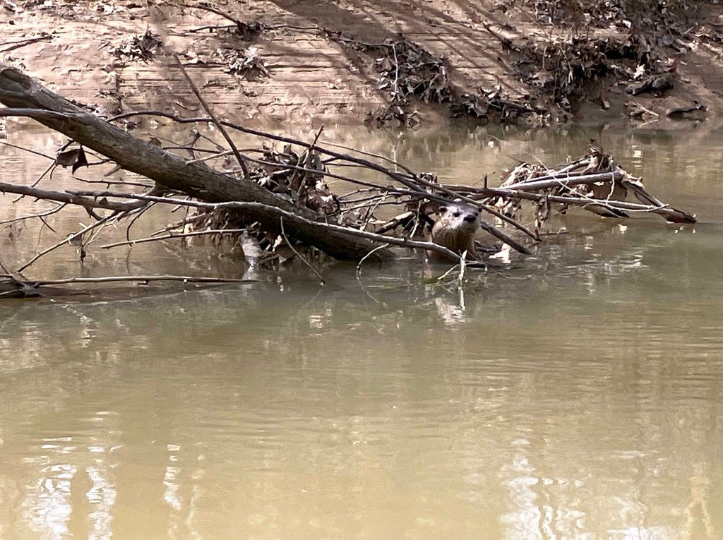 kayak scenery picture Sardis Lake, North Jackfork Creek, Oklahoma www.SawdustRiver.com