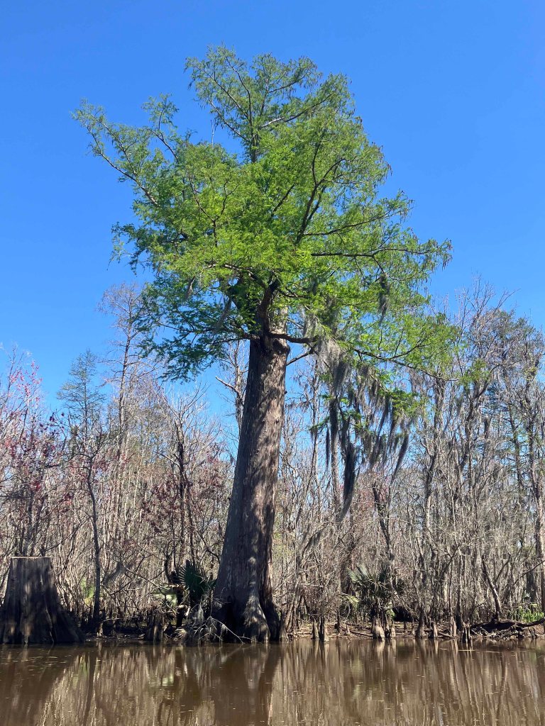 kayak scenery picture Blind River, Maurepas Swamp WMA, St. James Boat Club Launch www.SawdustRiver.com