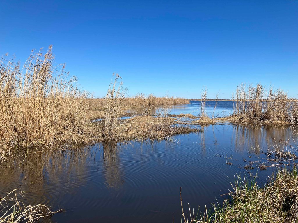 kayak scenery picture Manchac WMA, Galva Canal, Lake Maurepas, Old US51 www.SawdustRiver.com