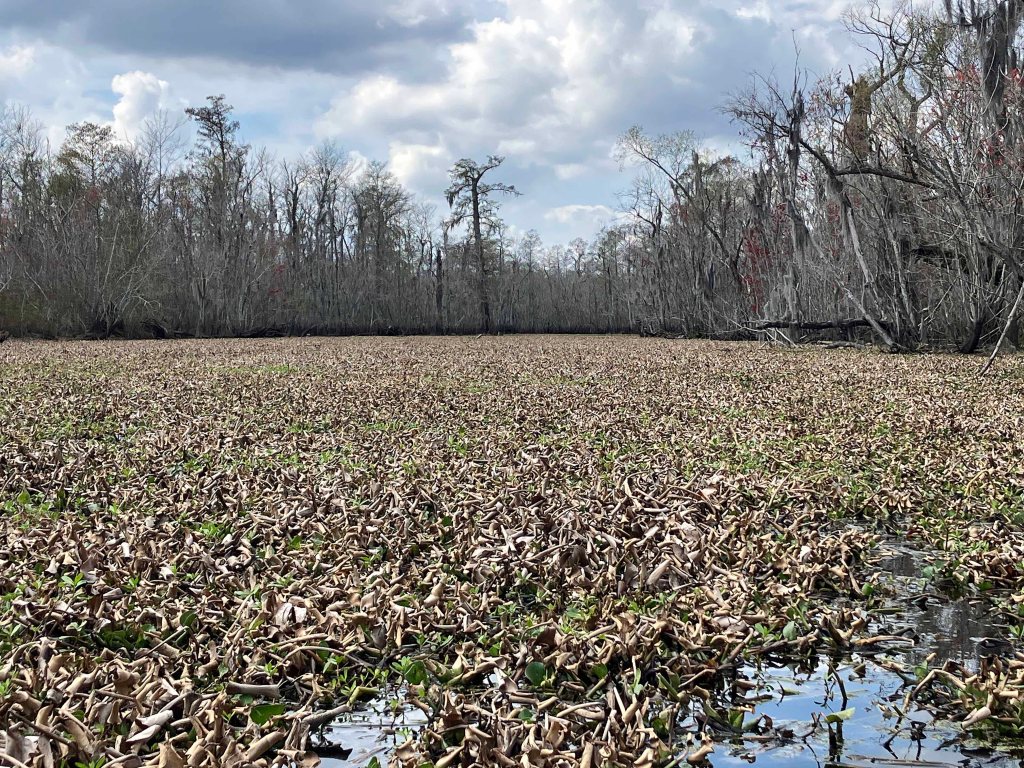 kayak scenery picture Blind River, Maurepas Swamp WMA, St. James Boat Club, Louisiana www.SawdustRiver.com