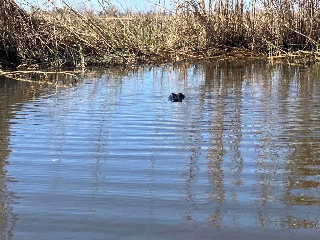 kayak scenery picture Manchac WMA, Galva Canal, Lake Maurepas, Old US51 www.SawdustRiver.com