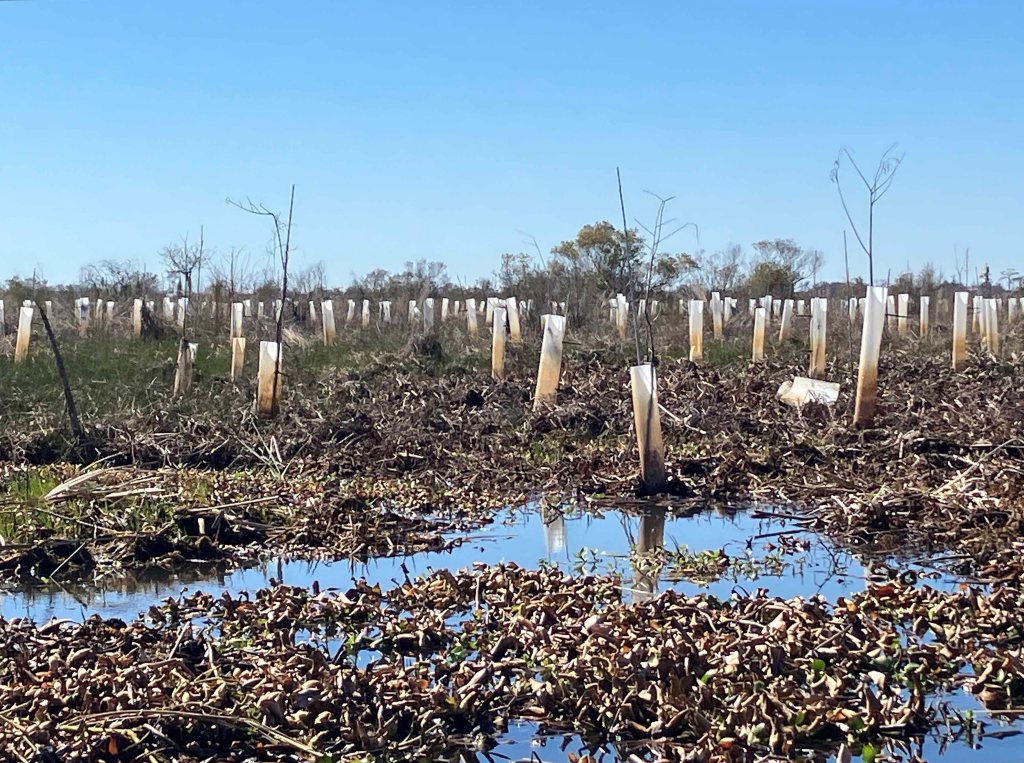 kayak scenery picture Joyce WMA, Akers Launch, North Pass, Old US51, Louisiana www.SawdustRiver.com