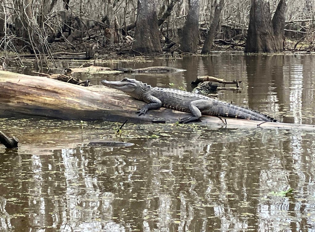 kayak scenery picture Blind River, Maurepas Swamp WMA, St. James Boat Club, Louisiana www.SawdustRiver.com