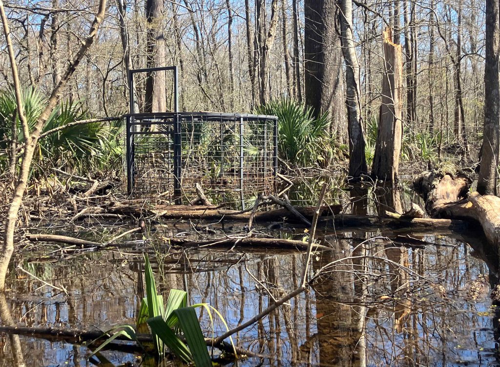kayak scenery picture Atchafalaya, Two O-Clock Bayou, Hwy 190, LA www.SawdustRiver.com