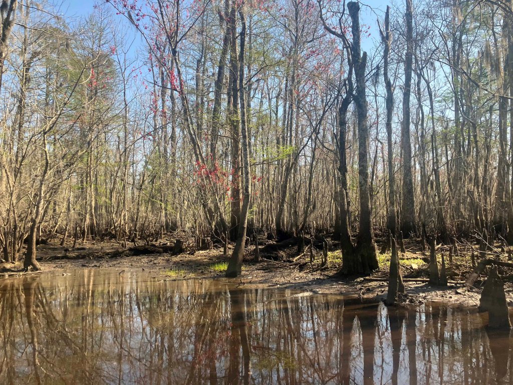 kayak scenery picture Blind River, Maurepas Swamp WMA, St. James Boat Club Launch www.SawdustRiver.com