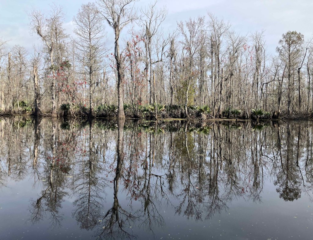 kayak scenery picture Blind River, Maurepas Swamp WMA, St. James Boat Club, Louisiana www.SawdustRiver.com