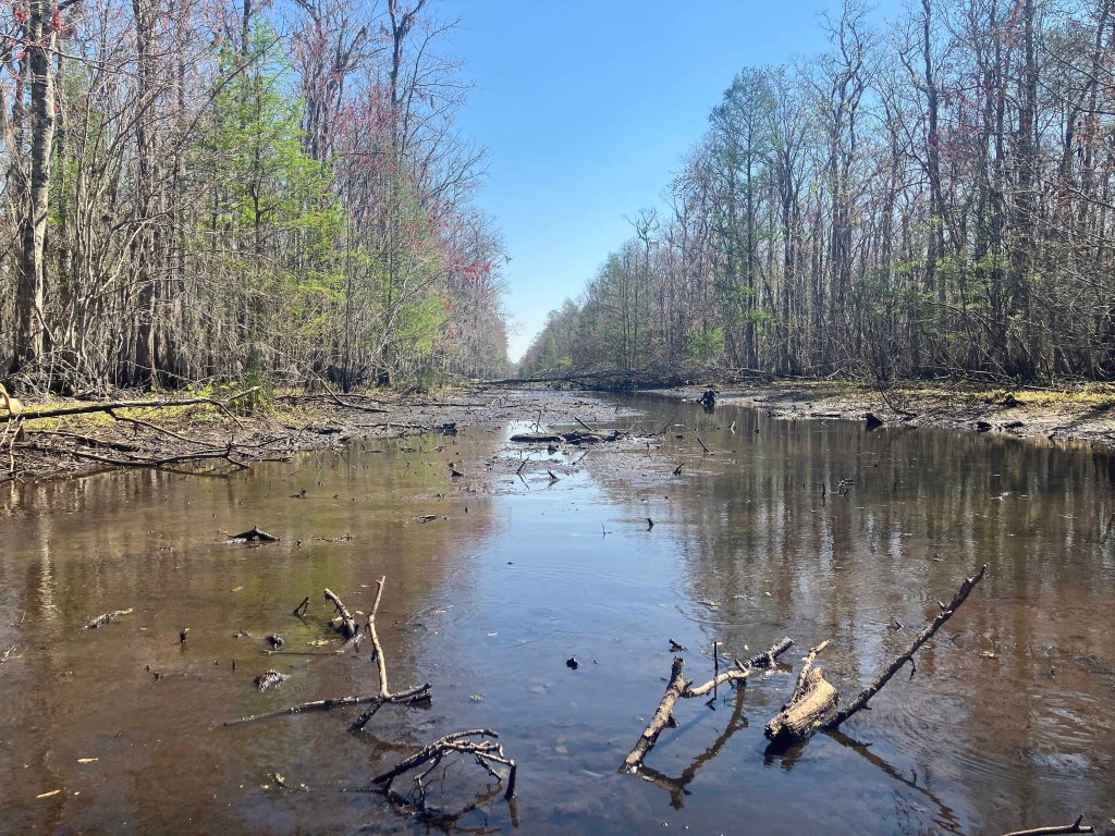 kayak scenery picture Blind River, Maurepas Swamp WMA, St. James Boat Club Launch www.SawdustRiver.com