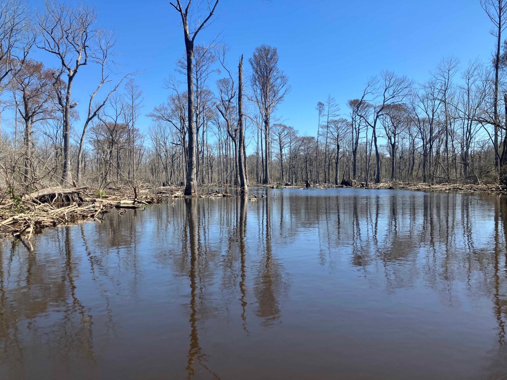 kayak scenery picture Atchafalaya, Two O-Clock Bayou, Hwy 190, LA www.SawdustRiver.com