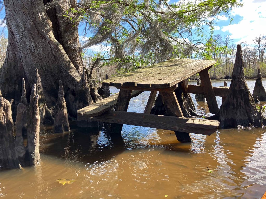 kayak scenery picture Blind River, Maurepas Swamp WMA, St. James Boat Club Launch www.SawdustRiver.com
