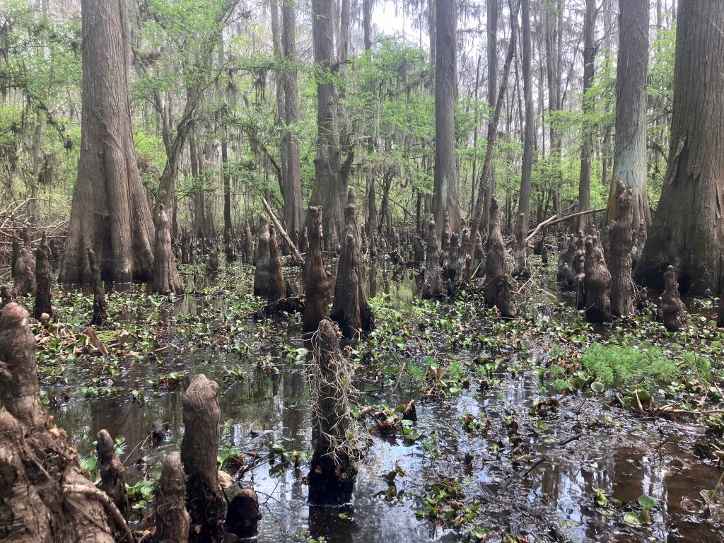 kayak scenery picture Caddo, Uncertain, 805 WMA Launch www.SawdustRiver.com
