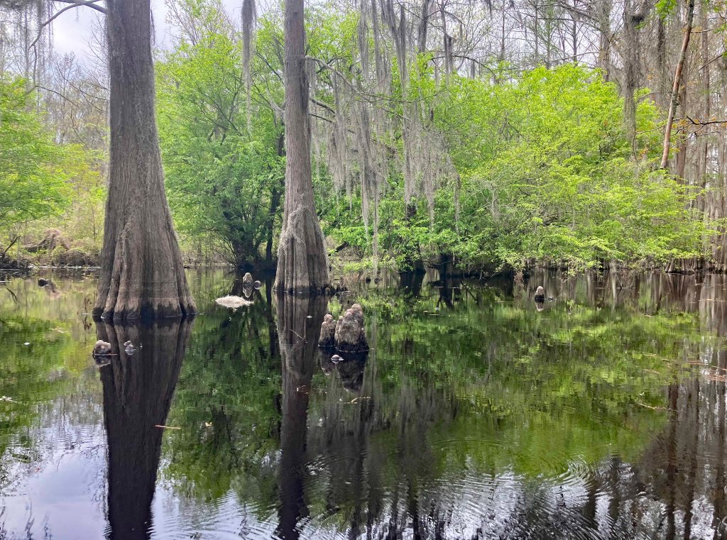 kayak scenery picture Caddo, Uncertain, 805 WMA Launch www.SawdustRiver.com