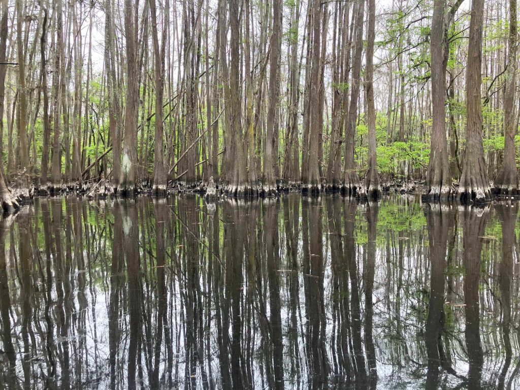 kayak scenery picture Caddo, Uncertain, 805 WMA Launch www.SawdustRiver.com