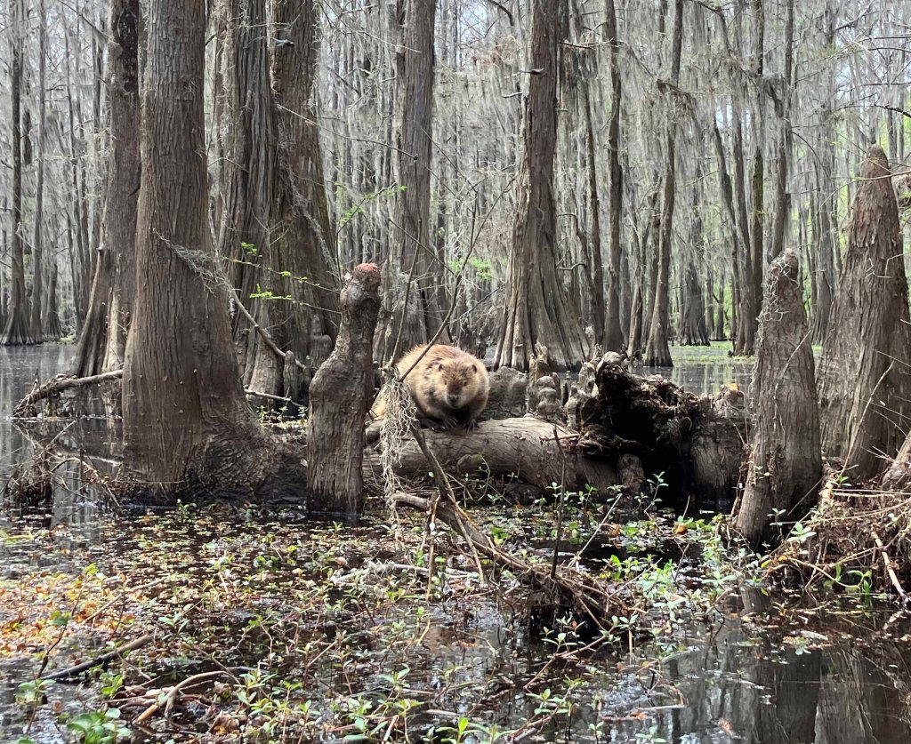 kayak scenery picture Caddo, Uncertain, 805 WMA Launch www.SawdustRiver.com
