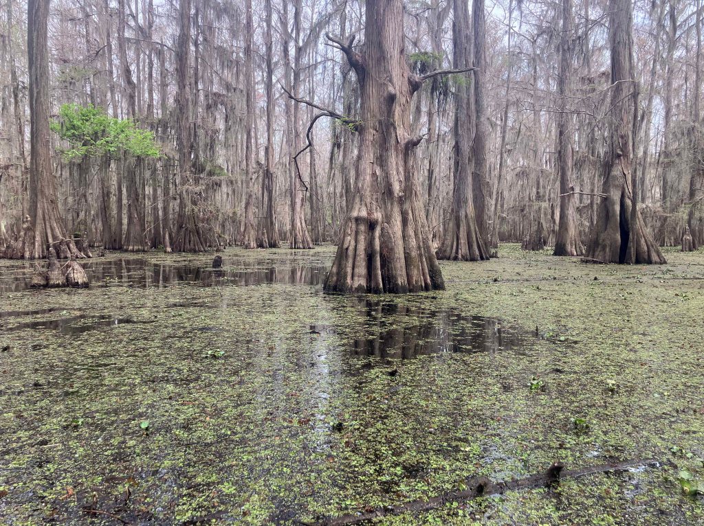 kayak scenery picture Caddo, Uncertain, 805 WMA Launch www.SawdustRiver.com