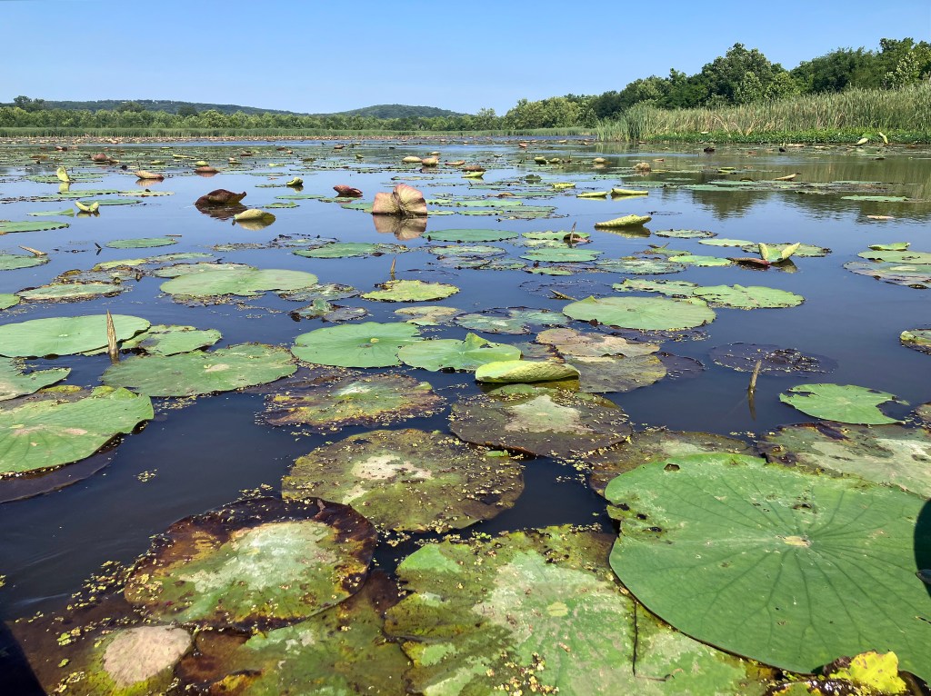 Sequoyah NWR, Oklahoma Kayak scenery picture www.SawdustRiver.com