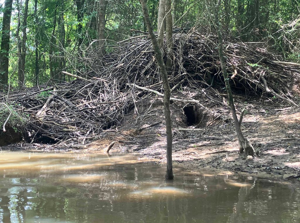 Wallace Lake, Cameron Park, Shreveport, LA Kayak paddle scenery picture