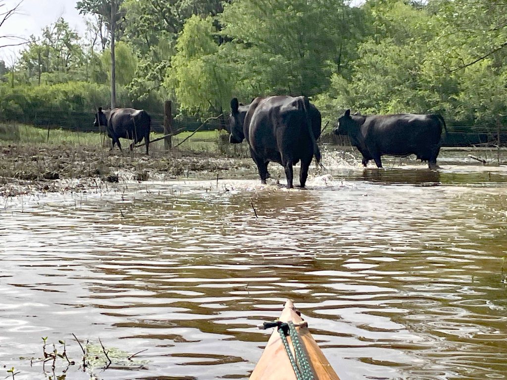Wallace Lake, Cameron Park, Shreveport, LA Kayak paddle scenery picture www.SawdustRiver.com