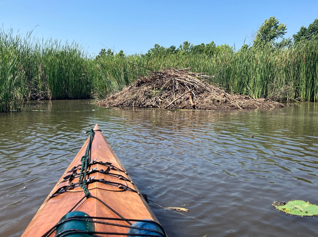Sequoyah NWR, Oklahoma Kayak scenery picture www.SawdustRiver.com