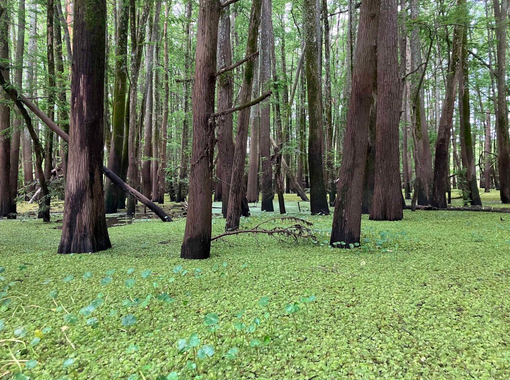 Wallace Lake, Cameron Park, Shreveport, LA Kayak paddle scenery picture