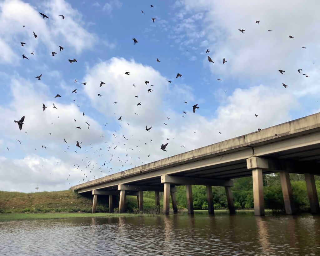 Wallace Lake, Cameron Park, Shreveport, LA Kayak paddle scenery picture www.SawdustRiver.com
