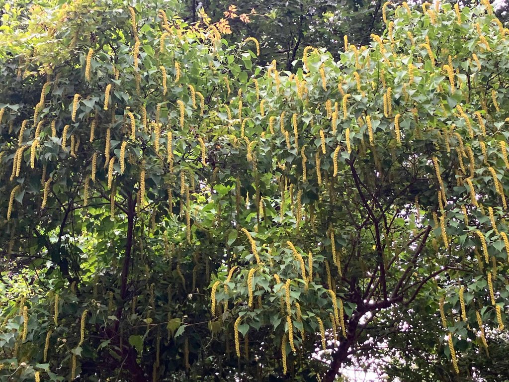 Wallace Lake, Cameron Park, Shreveport, LA Kayak paddle scenery picture www.SawdustRiver.com
