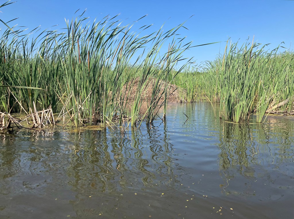 Sequoyah NWR, Oklahoma Kayak scenery picture www.SawdustRiver.com