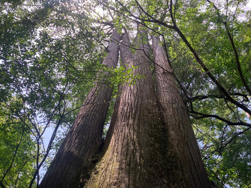 Wallace Lake, Cameron Park, Shreveport, LA Kayak paddle scenery picture www.SawdustRiver.com