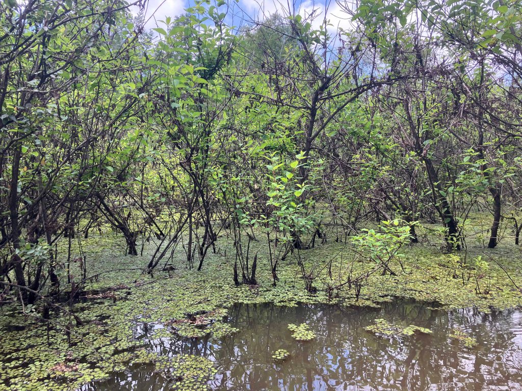 Wallace Lake, Cameron Park, Shreveport, LA Kayak paddle scenery picture