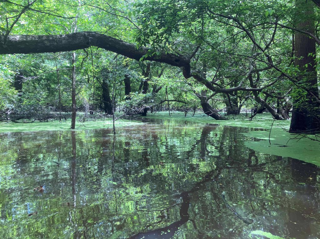 Wallace Lake, Cameron Park, Shreveport, LA Kayak paddle scenery picture www.SawdustRiver.com