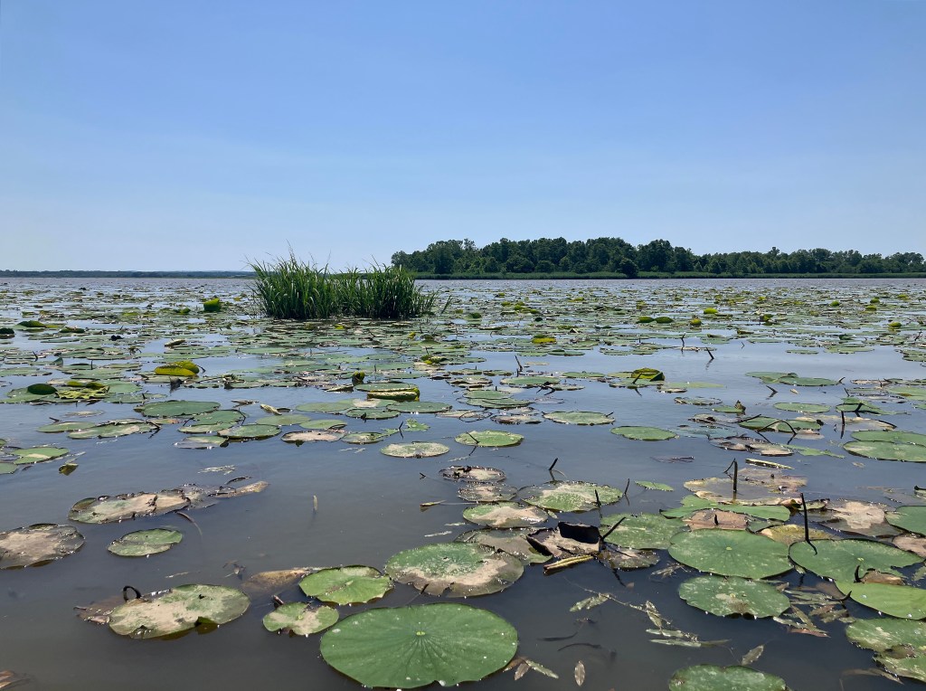 Sequoyah NWR, Oklahoma Kayak scenery picture www.SawdustRiver.com