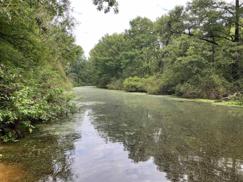 Kayak paddle scenery picture Mercer Bayou, Sulphur River WMA, Texarkana Arkansas