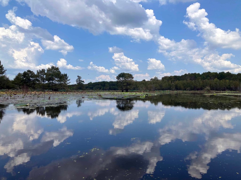 Mercer Bayou, Sulphur River WMA, Texarkana, Arkansas AR Kayak paddle scenery picture