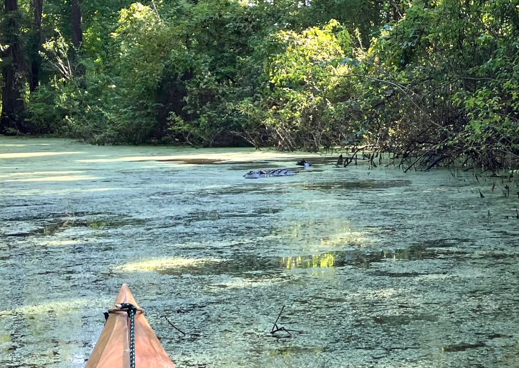 Kayak paddle scenery picture Mercer Bayou, Sulphur River WMA, Texarkana Arkansas