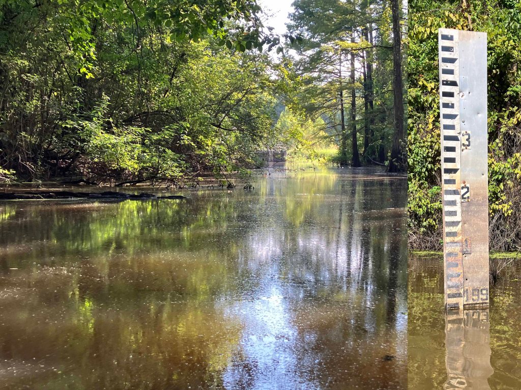 Kayak paddle scenery picture Mercer Bayou, Sulphur River WMA, Texarkana Arkansas