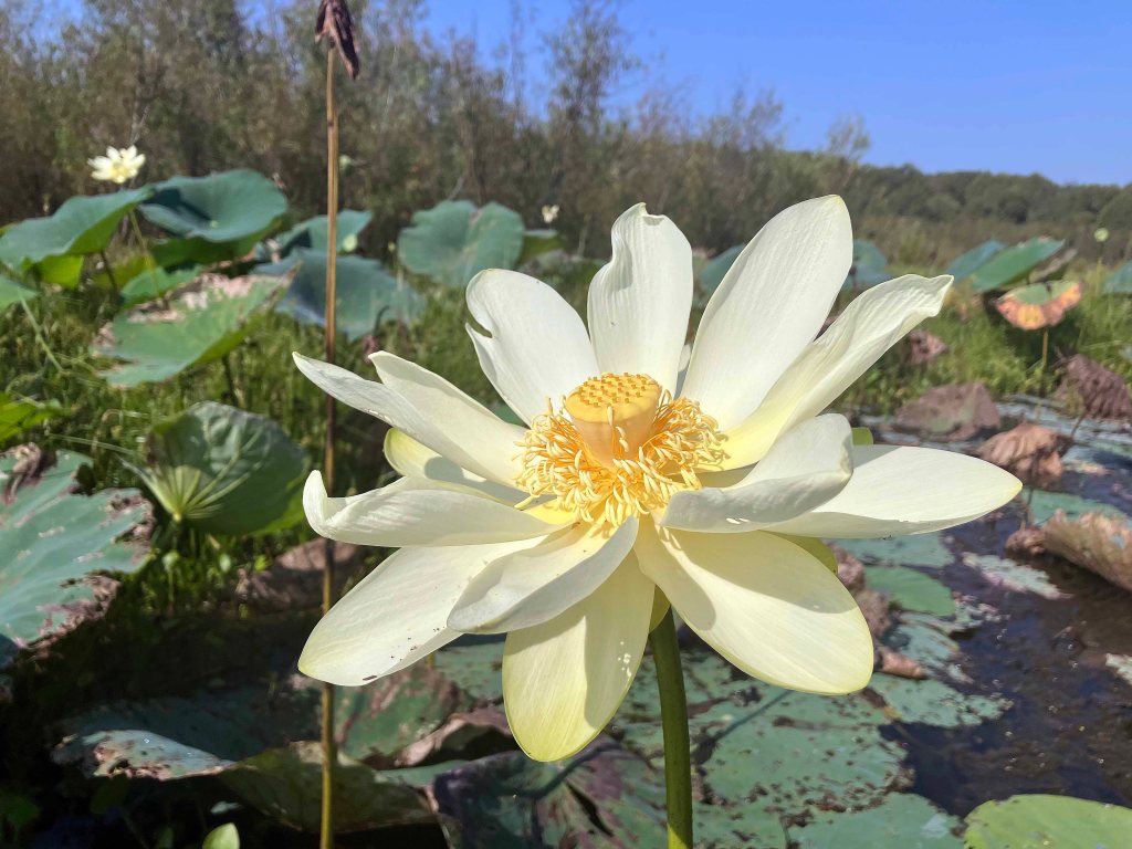 Mercer Bayou, Sulphur River WMA, Texarkana, Arkansas AR Kayak paddle scenery picture