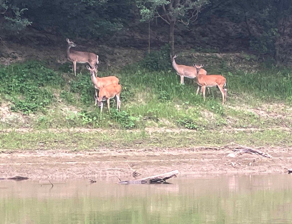 Kayak paddle scenery picture Sulphur River, Texarkana Arkansas, Smith Park Boat Ramp