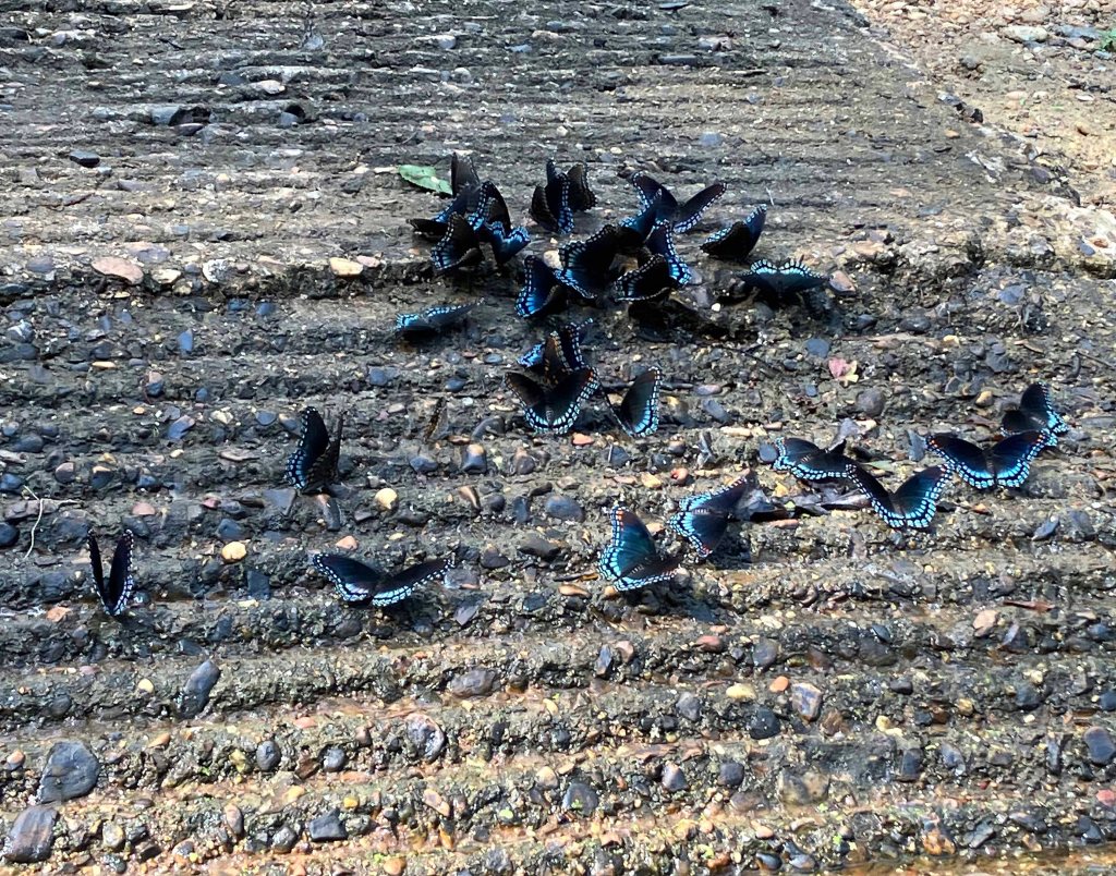 Kayak paddle scenery picture Mercer Bayou, Sulphur River WMA, Texarkana Arkansas