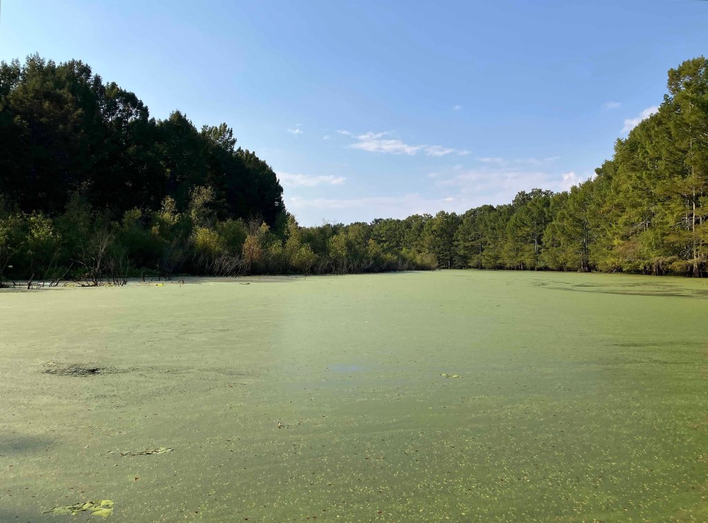 Mercer Bayou, Sulphur River WMA, Texarkana, Arkansas AR Kayak paddle scenery picture