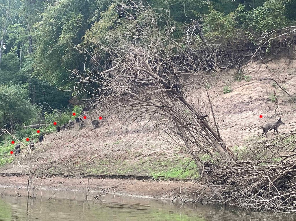 Kayak paddle scenery picture Sulphur River, Texarkana Arkansas, Smith Park Boat Ramp