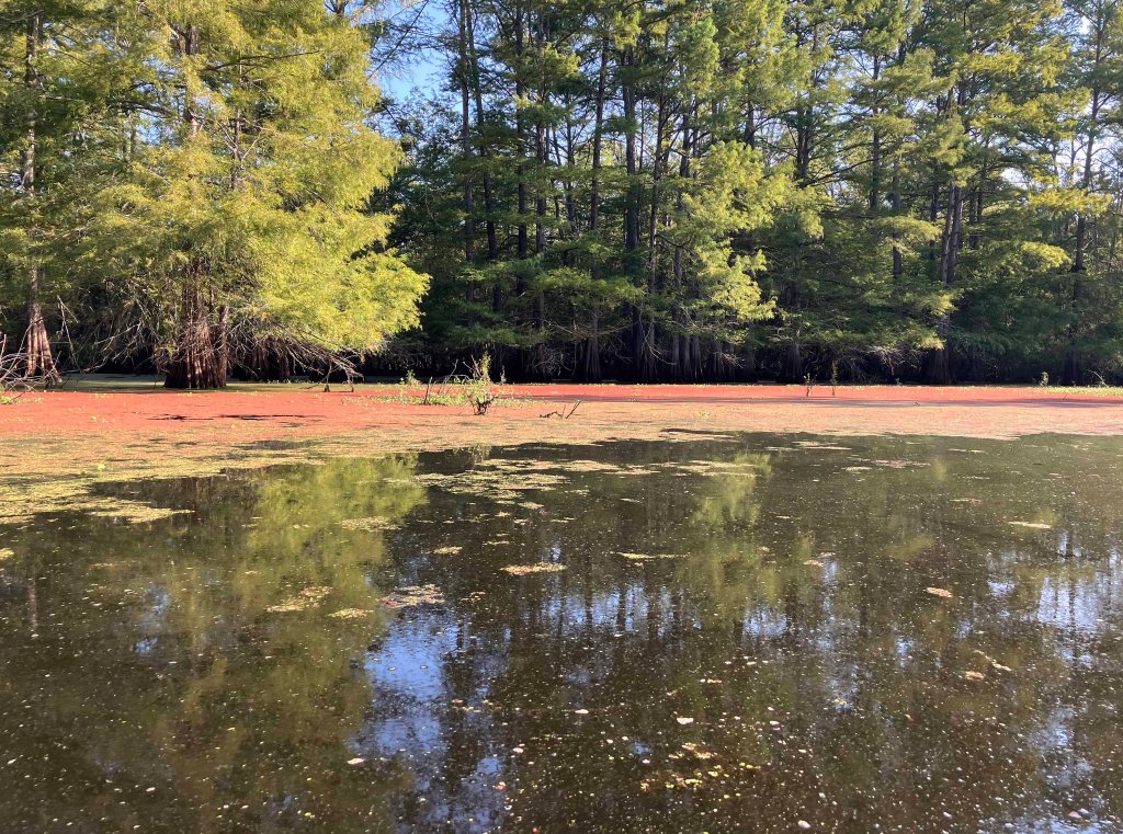 Mercer Bayou, Sulphur River WMA, Texarkana, Arkansas AR Kayak paddle scenery picture