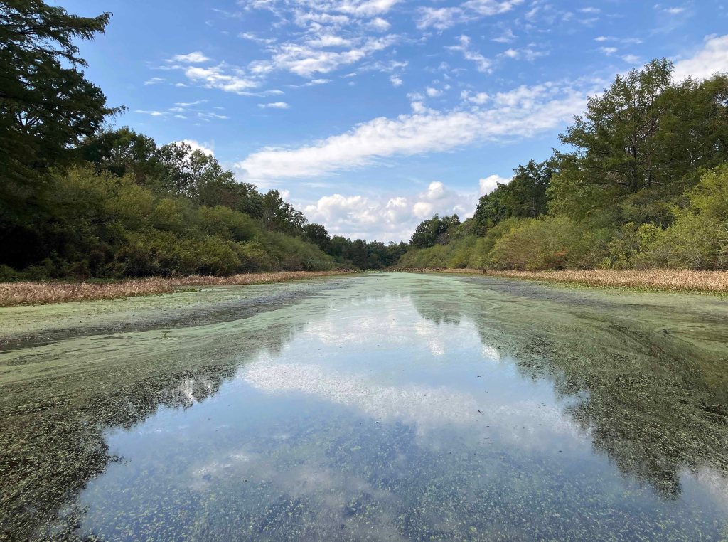 Kayak paddle scenery picture Mercer Bayou, Sulphur River WMA, Texarkana Arkansas