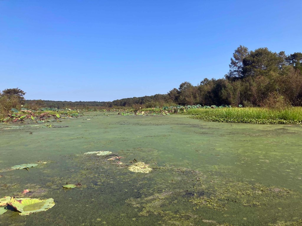 Mercer Bayou, Sulphur River WMA, Texarkana, Arkansas AR Kayak paddle scenery picture