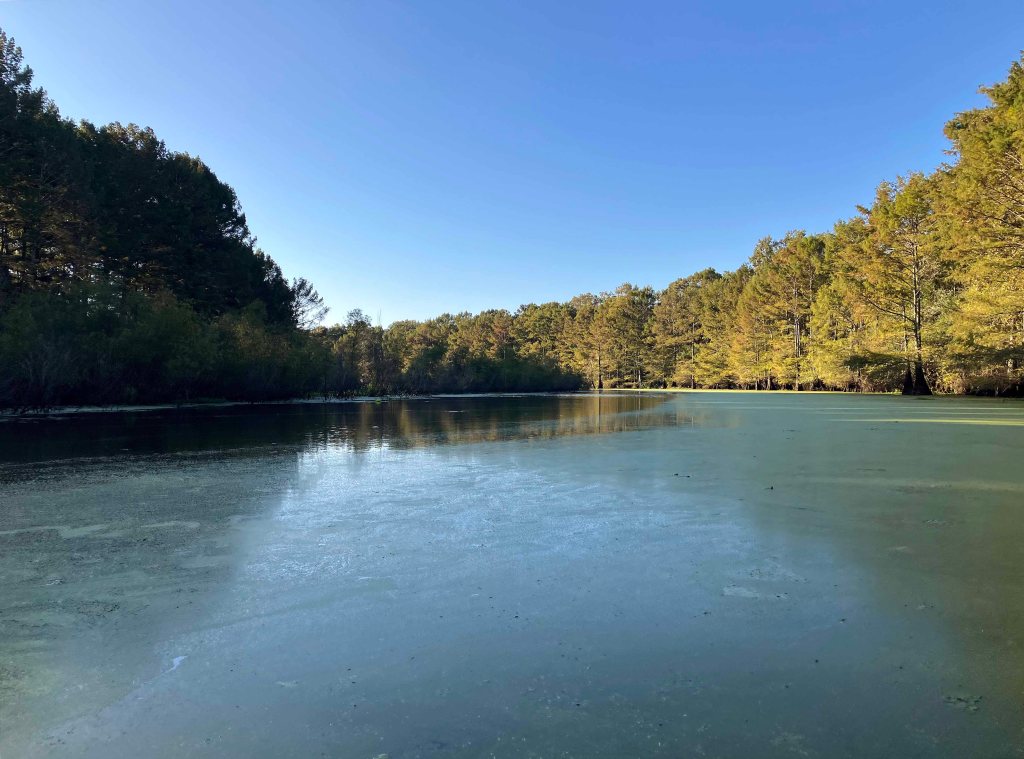 Kayak paddle scenery picture Mercer Bayou, Sulphur River WMA, Texarkana Arkansas