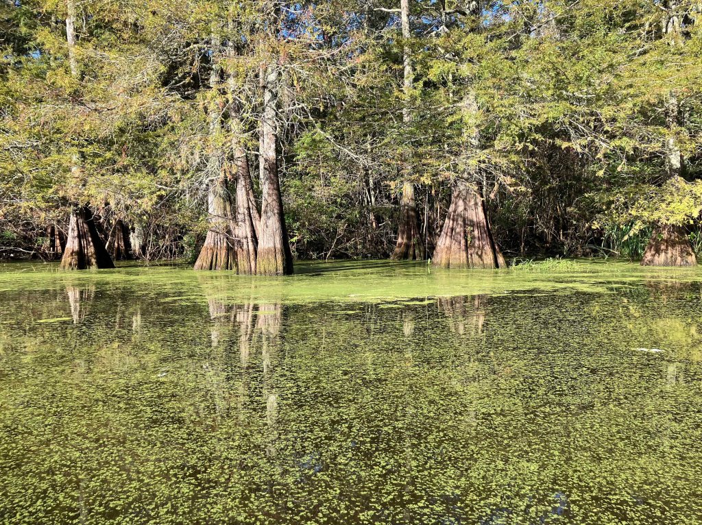 Kayak paddle scenery picture Mercer Bayou, Sulphur River WMA, Texarkana Arkansas