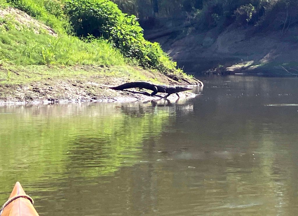 Kayak paddle scenery picture, Sulphur River below Wright Patman, Hwy 59