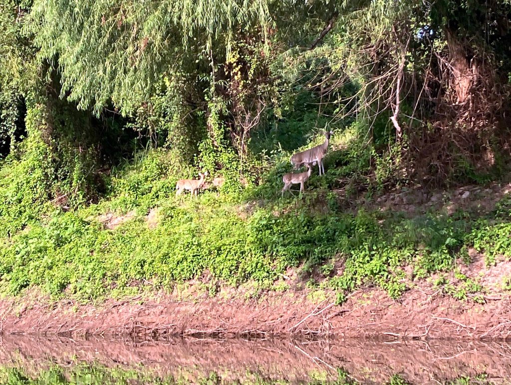 Kayak paddle scenery picture, Sulphur River, Hwy 71 Ramp to Red River, AR