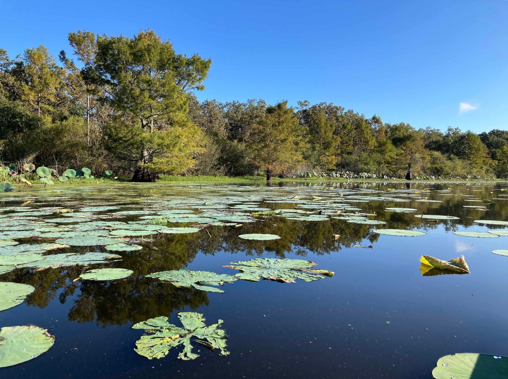 Kayak paddle scenery picture Mercer Bayou, Sulphur River WMA, Texarkana Arkansas