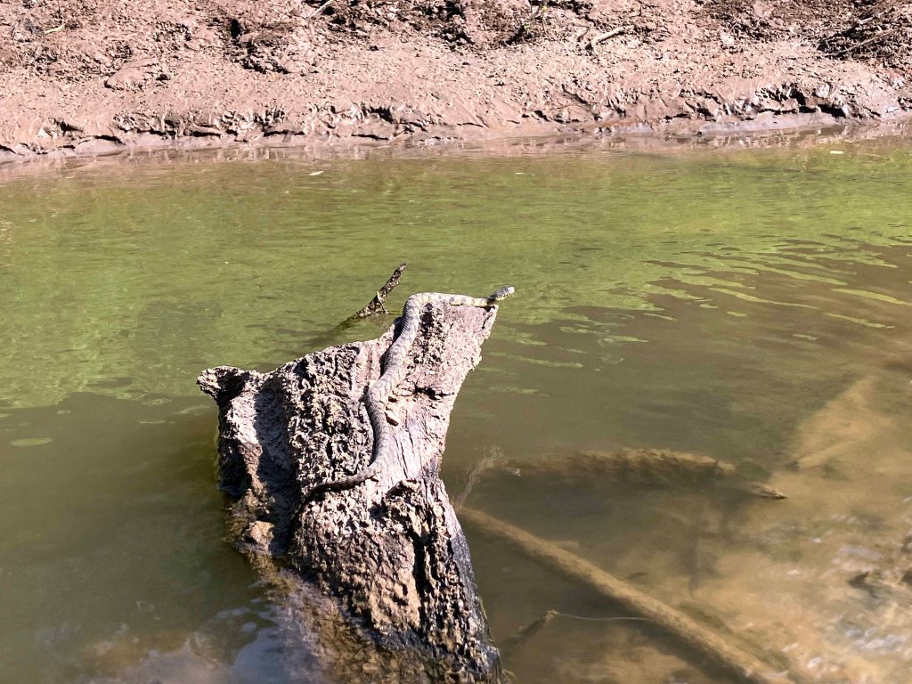 Kayak paddle scenery picture, Sulphur River WMA, Road 211 Launch, Texarkana Arkansas