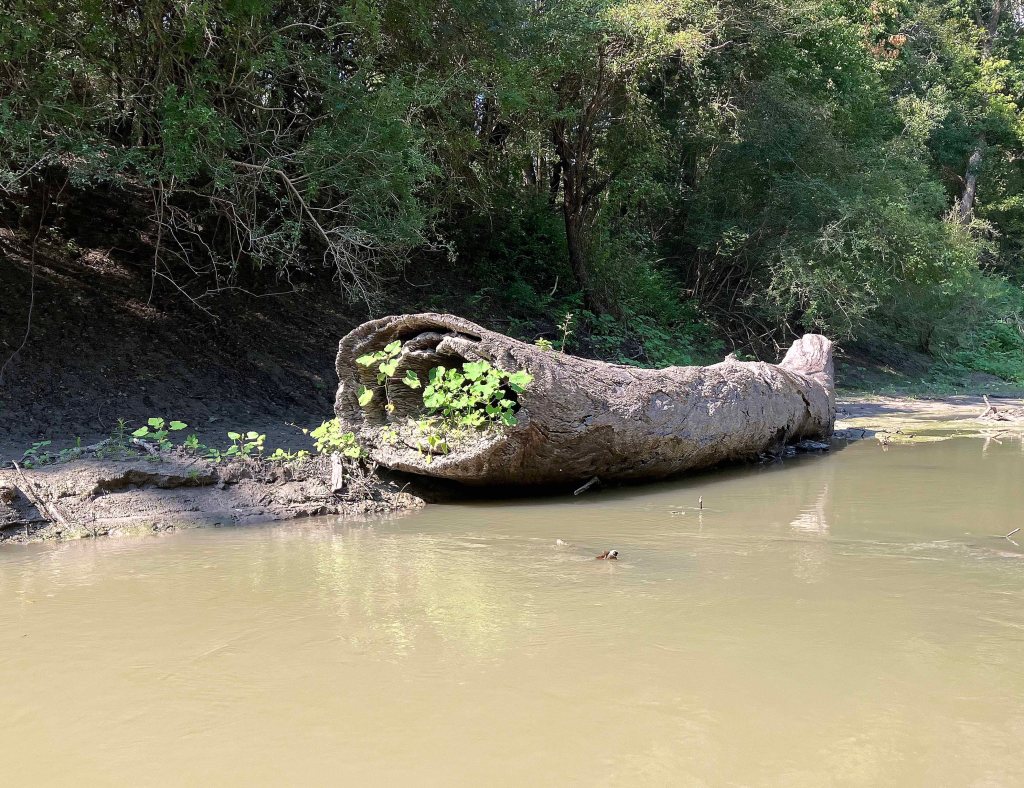 Kayak paddle scenery picture, Sulphur River, White Oak Creek WMA, Hwy TX67 Launch